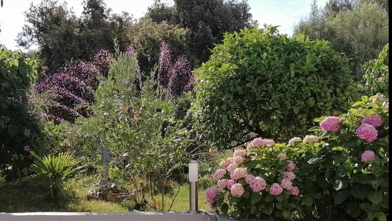 Apartment Lavanda Nova Ražanj エクステリア 写真