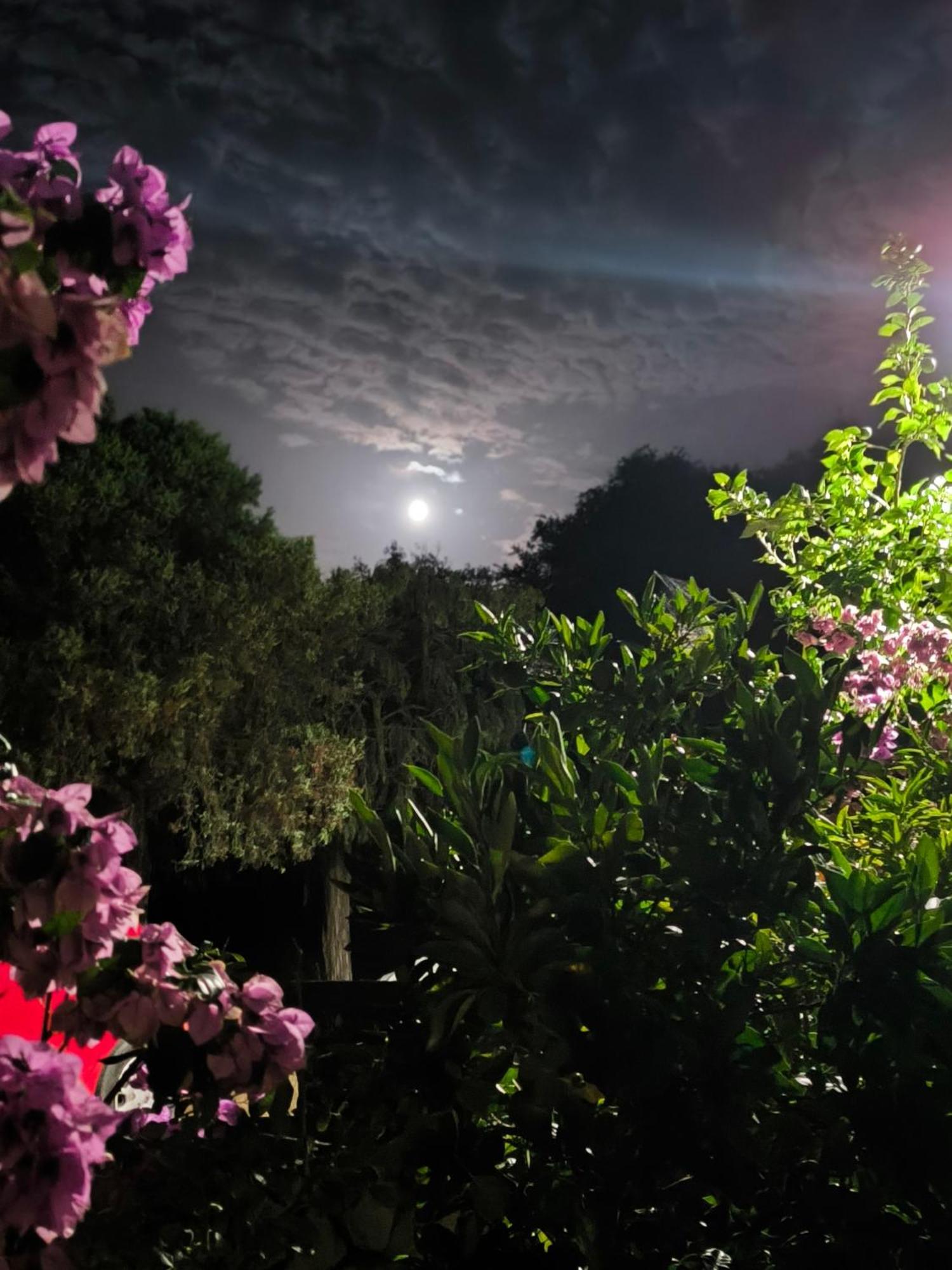 Apartment Lavanda Nova Ražanj エクステリア 写真