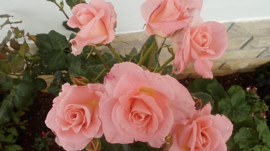 Apartment Lavanda Nova Ražanj エクステリア 写真