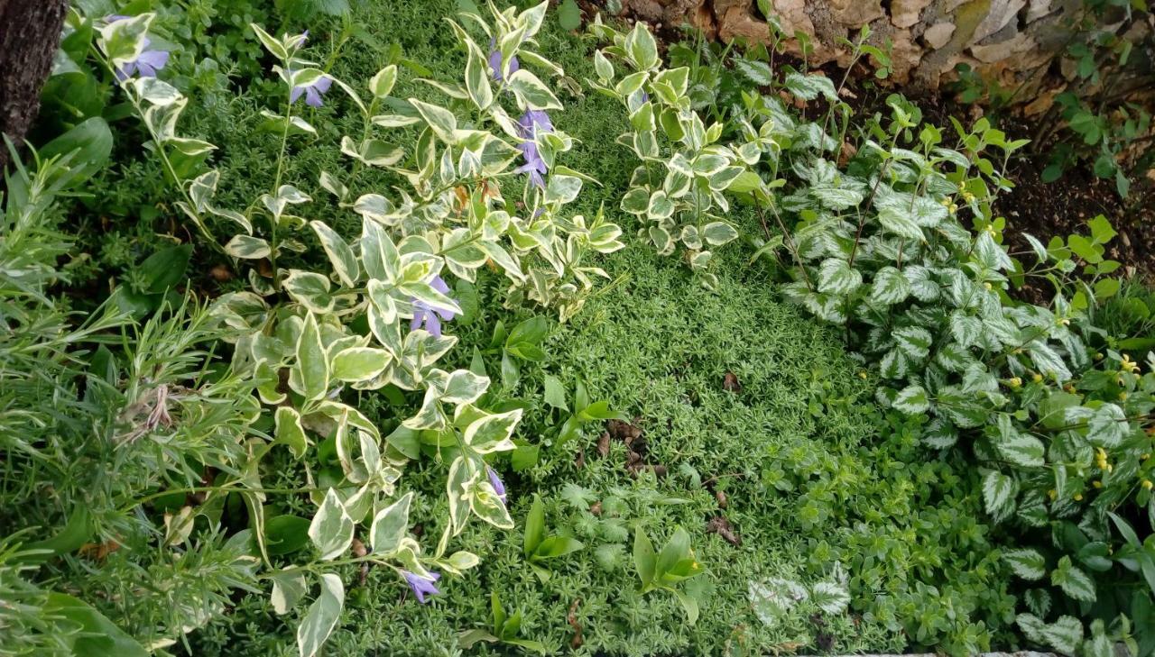 Apartment Lavanda Nova Ražanj エクステリア 写真